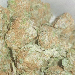 forbidden fruits freestylen 
