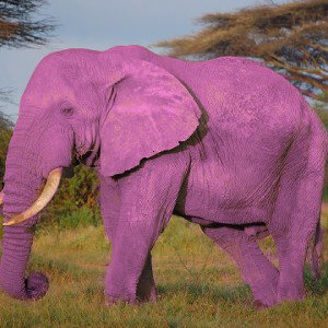 Éléphant rose 