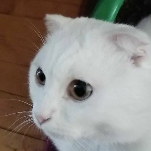 ля