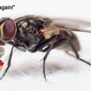Flyy