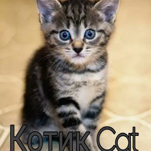 Котик Cat