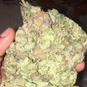 🔌Gassed🍃Up📡