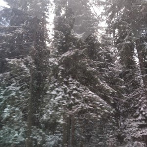 жизнь 