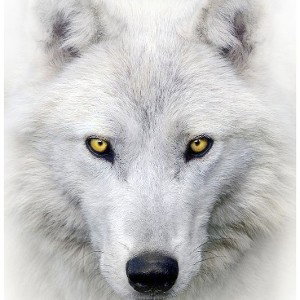 LOUP SOLITAIRE 🐺