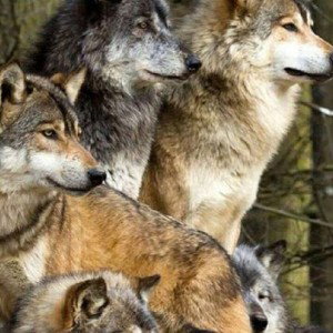 energy of 1000 wolves