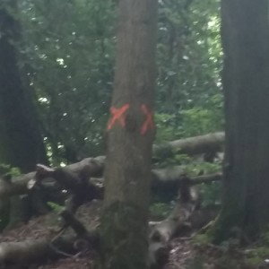 Witch 