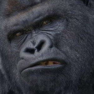 Life Screwed in the Zoo