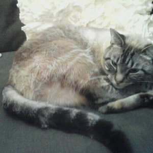 A cat