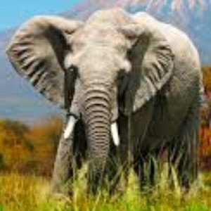 Africa