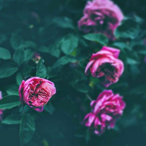 pr4y - thoughts 