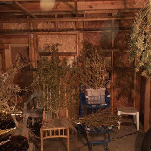 below gas smoke kush