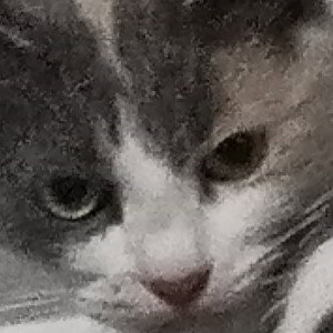 Кот под именем Флэша