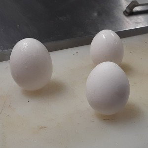Eggs#Freestyle