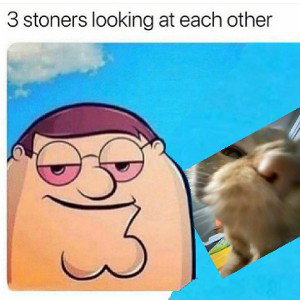 cat fart