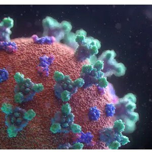 Corona Virus