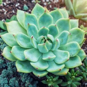 lotus cactus
