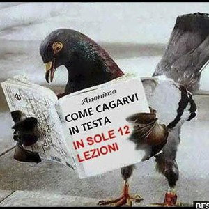 piccione nero go