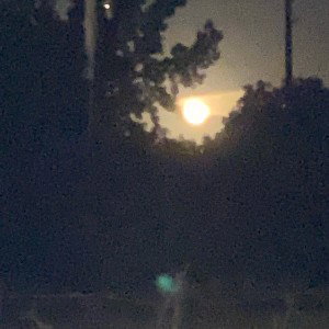 Yellow moonlight