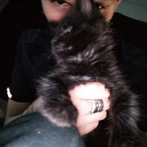 BLK CAT 