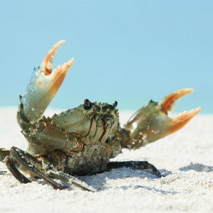 я краб🦀