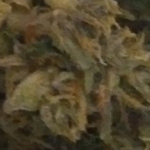 No Cops Drug Run part 1