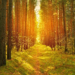 in the woods