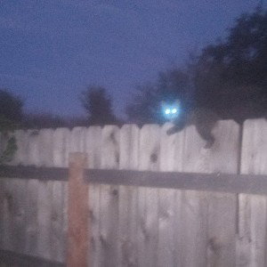 dog lost his cat