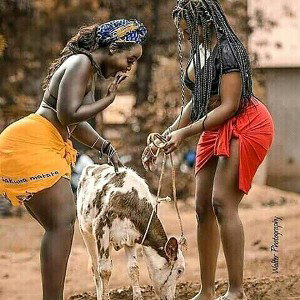 Felly - Cattle Gift