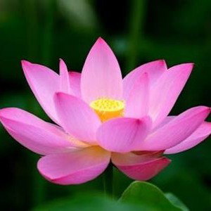 flor de loto_Aereo