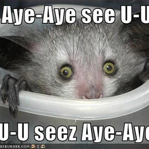        aye aye aye                       