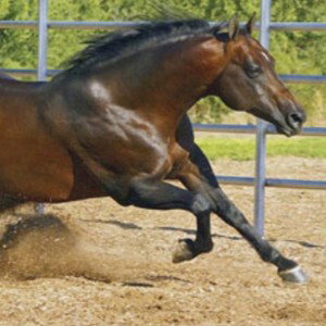  hung like a horse 2019