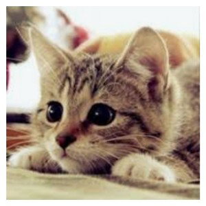Животные(feet. with animals) 
