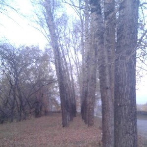фрешмен