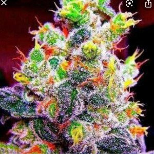 Mary Jane 