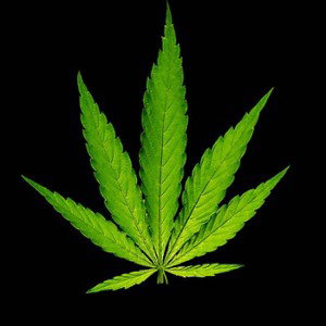 B/rauche dieses Weed 