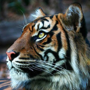 тигр 🐯 