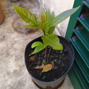 avocadoss