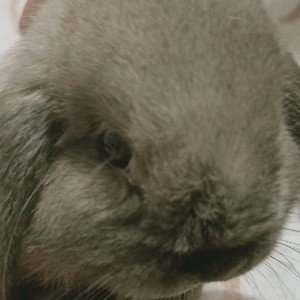 Зайчик