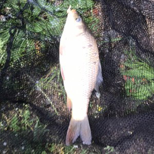 Dead fish