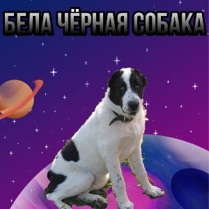 БЕЛАЧЁРНАЯ СОБАКА 