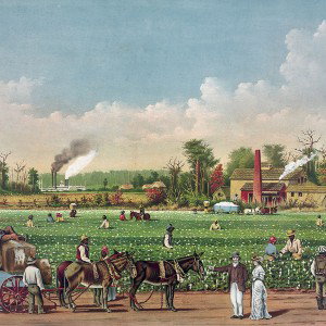 PLANTATIONS “don’t stop “