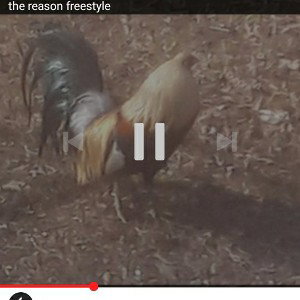  freestyle for a freestyle 