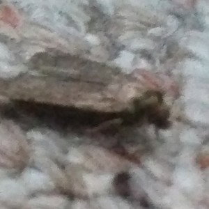 moth