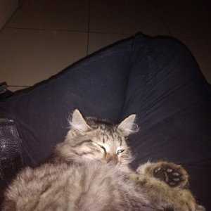 пельменица