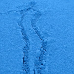 skinwalker fall