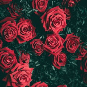 🌹I lovio MoM🌹