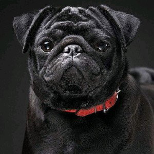 big doggystye🔥🔥🔥 freestyledog
