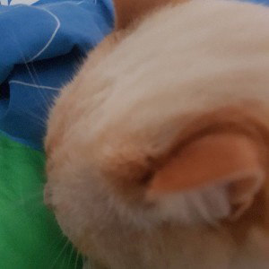 Miau 
