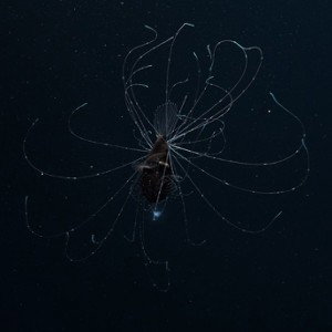 ri493949rl