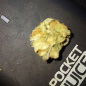gas pack gangster